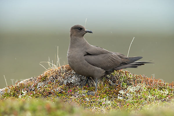 Schmarotzerraubmöwe (Stercorarius parasiticus)