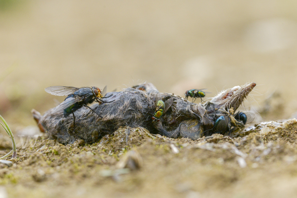 Schmeißfliege spec. (Calliphoridae spec.)