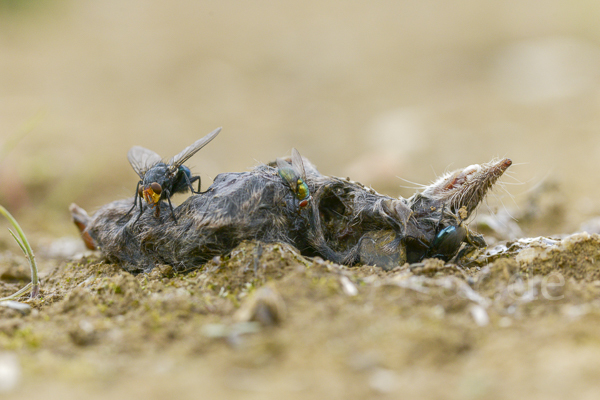 Schmeißfliege spec. (Calliphoridae spec.)