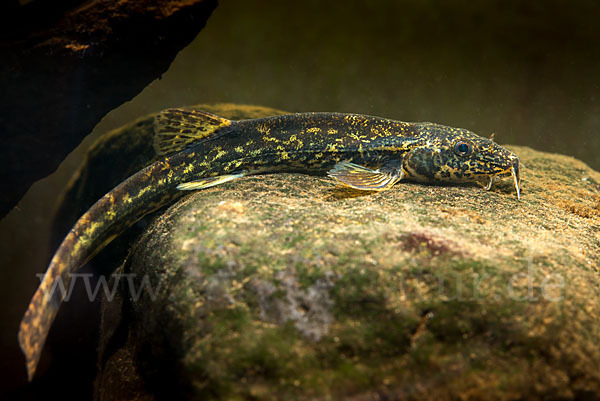 Schmerle (Barbatula barbatula)