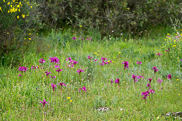 Schmetterlings-Knabenkraut (Orchis papilionacea)