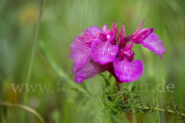 Schmetterlings-Knabenkraut (Orchis papilionacea)