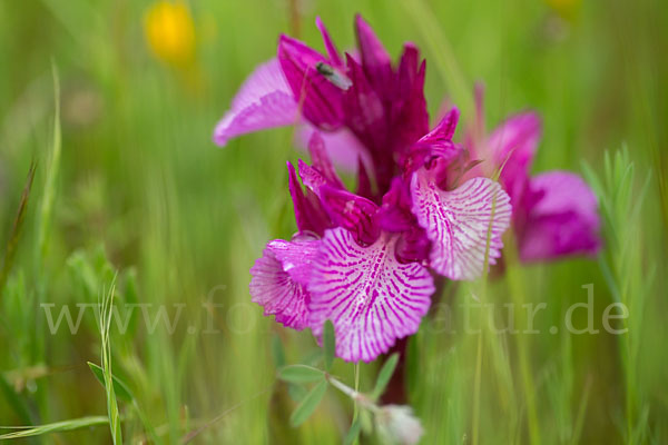 Schmetterlings-Knabenkraut (Orchis papilionacea)