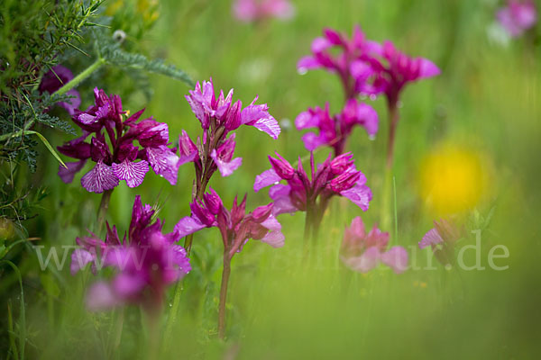 Schmetterlings-Knabenkraut (Orchis papilionacea)