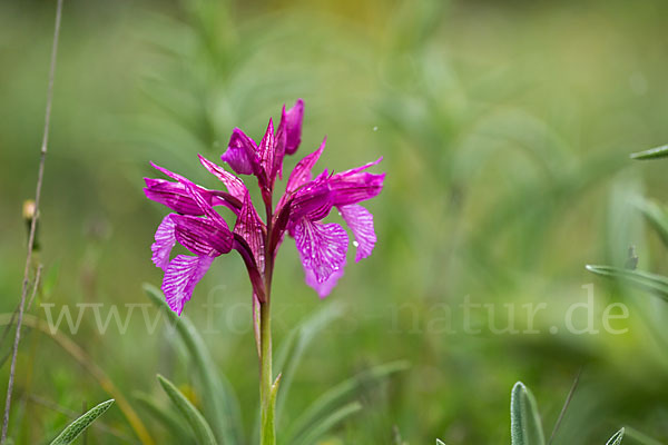 Schmetterlings-Knabenkraut (Orchis papilionacea)