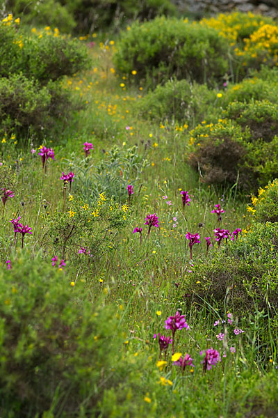 Schmetterlings-Knabenkraut (Orchis papilionacea)