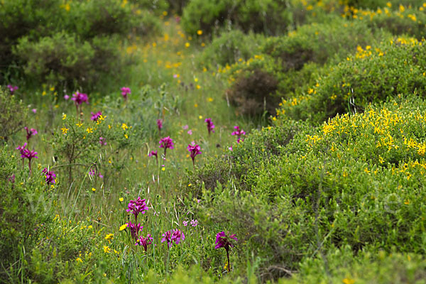 Schmetterlings-Knabenkraut (Orchis papilionacea)