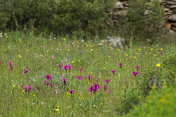 Schmetterlings-Knabenkraut (Orchis papilionacea)