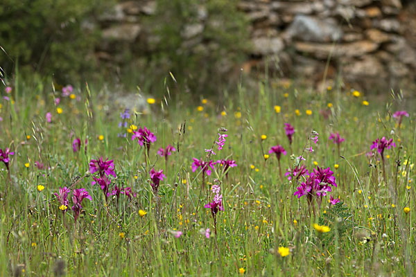 Schmetterlings-Knabenkraut (Orchis papilionacea)