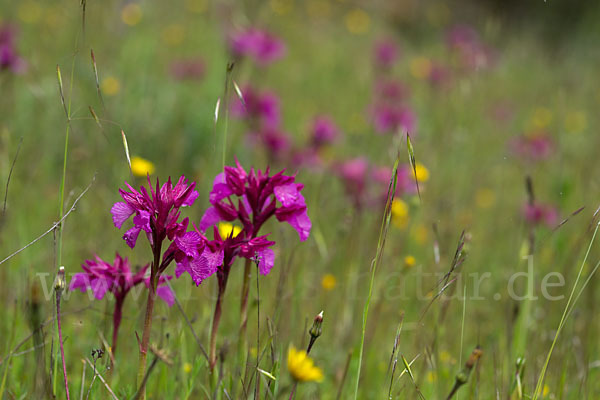 Schmetterlings-Knabenkraut (Orchis papilionacea)