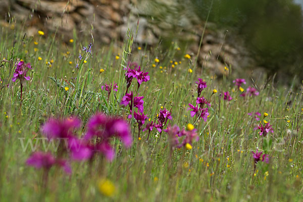 Schmetterlings-Knabenkraut (Orchis papilionacea)