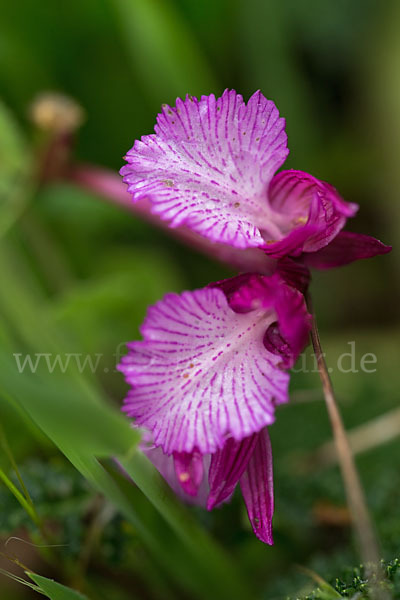 Schmetterlings-Knabenkraut (Orchis papilionacea)