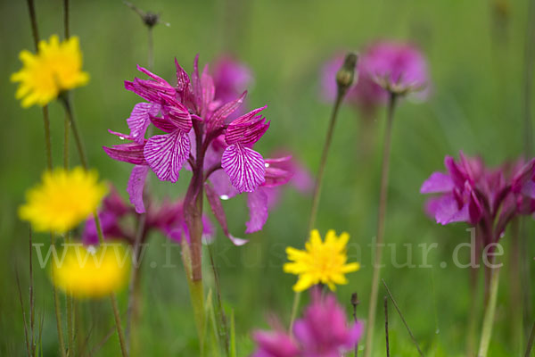 Schmetterlings-Knabenkraut (Orchis papilionacea)