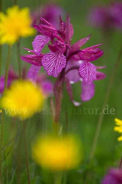 Schmetterlings-Knabenkraut (Orchis papilionacea)