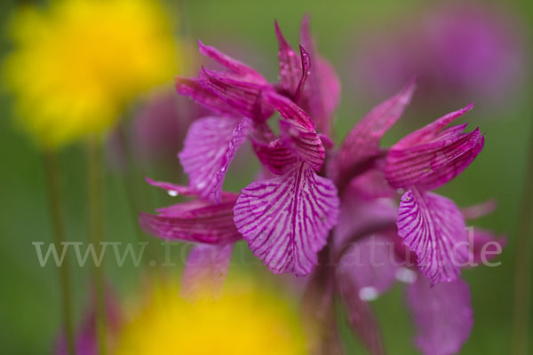 Schmetterlings-Knabenkraut (Orchis papilionacea)