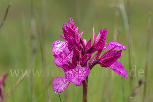 Schmetterlings-Knabenkraut (Orchis papilionacea)