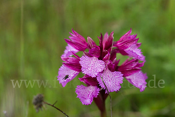 Schmetterlings-Knabenkraut (Orchis papilionacea)