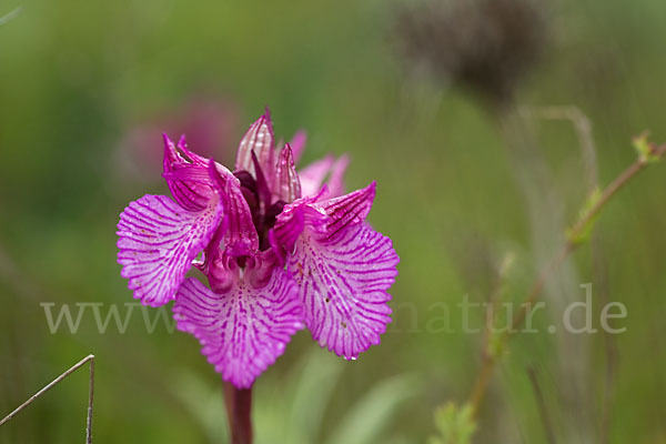 Schmetterlings-Knabenkraut (Orchis papilionacea)