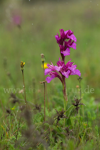 Schmetterlings-Knabenkraut (Orchis papilionacea)