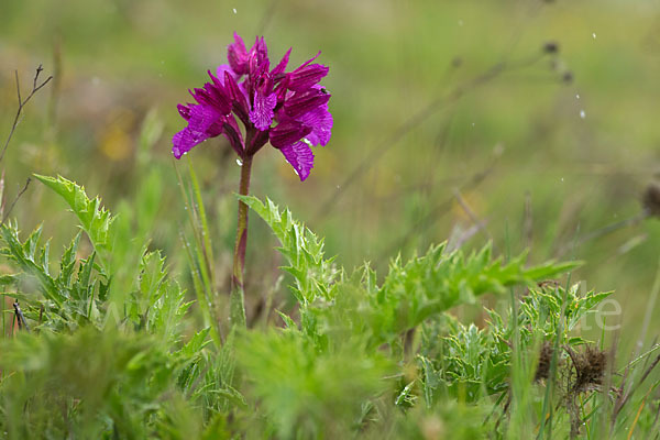 Schmetterlings-Knabenkraut (Orchis papilionacea)