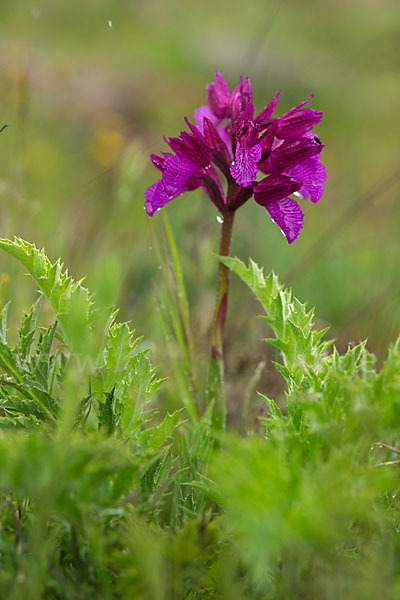 Schmetterlings-Knabenkraut (Orchis papilionacea)