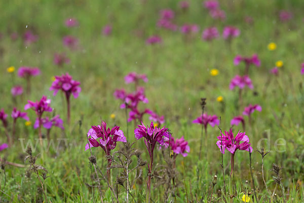 Schmetterlings-Knabenkraut (Orchis papilionacea)