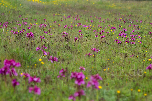 Schmetterlings-Knabenkraut (Orchis papilionacea)