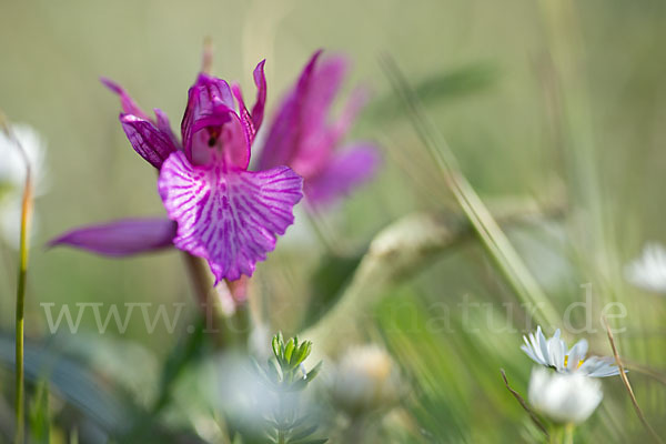 Schmetterlings-Knabenkraut (Orchis papilionacea)