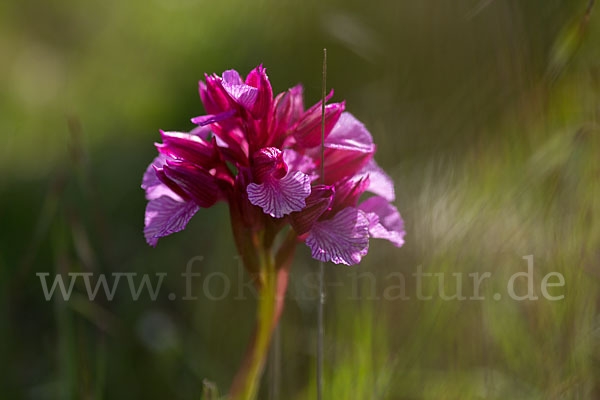 Schmetterlings-Knabenkraut (Orchis papilionacea)