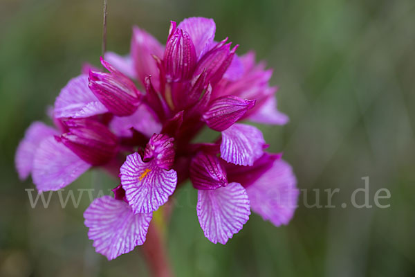 Schmetterlings-Knabenkraut (Orchis papilionacea)