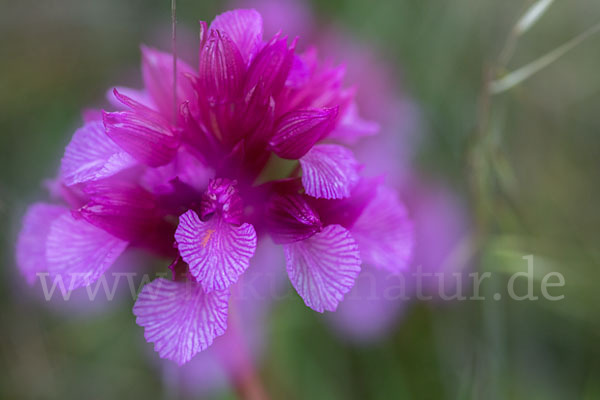 Schmetterlings-Knabenkraut (Orchis papilionacea)