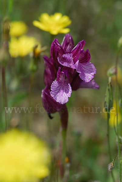 Schmetterlings-Knabenkraut (Orchis papillonacea sspec. Grandiflora)