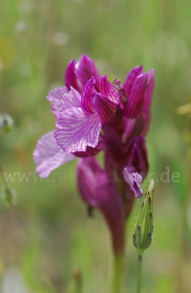 Schmetterlings-Knabenkraut (Orchis papillonacea sspec. Grandiflora)