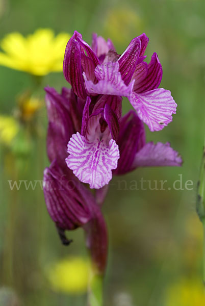 Schmetterlings-Knabenkraut (Orchis papillonacea sspec. Grandiflora)