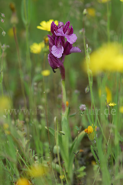 Schmetterlings-Knabenkraut (Orchis papillonacea sspec. Grandiflora)