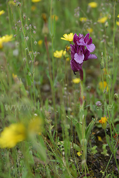 Schmetterlings-Knabenkraut (Orchis papillonacea sspec. Grandiflora)