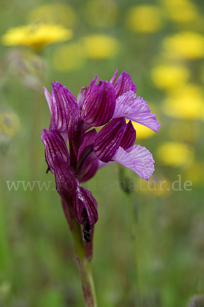 Schmetterlings-Knabenkraut (Orchis papillonacea sspec. Grandiflora)