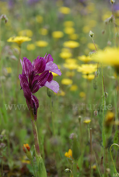 Schmetterlings-Knabenkraut (Orchis papillonacea sspec. Grandiflora)