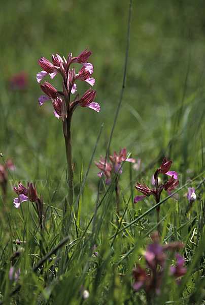 Schmetterlings-Knabenkraut (Orchis papillonacea sspec. Grandiflora)