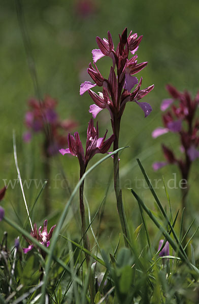 Schmetterlings-Knabenkraut (Orchis papillonacea sspec. Grandiflora)