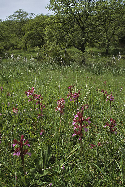 Schmetterlings-Knabenkraut (Orchis papillonacea sspec. Grandiflora)