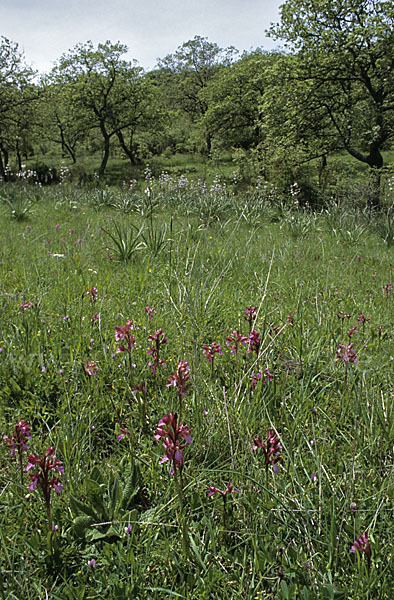 Schmetterlings-Knabenkraut (Orchis papillonacea sspec. Grandiflora)