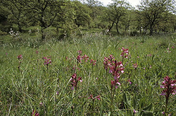 Schmetterlings-Knabenkraut (Orchis papillonacea sspec. Grandiflora)