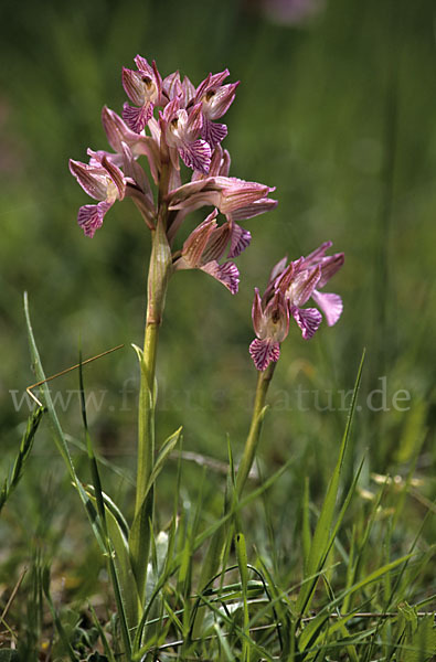 Schmetterlings-Knabenkraut (Orchis papillonacea sspec. Grandiflora)