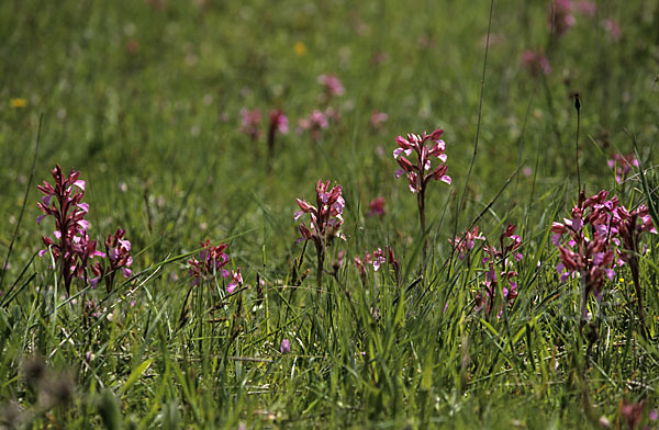 Schmetterlings-Knabenkraut (Orchis papillonacea sspec. Grandiflora)