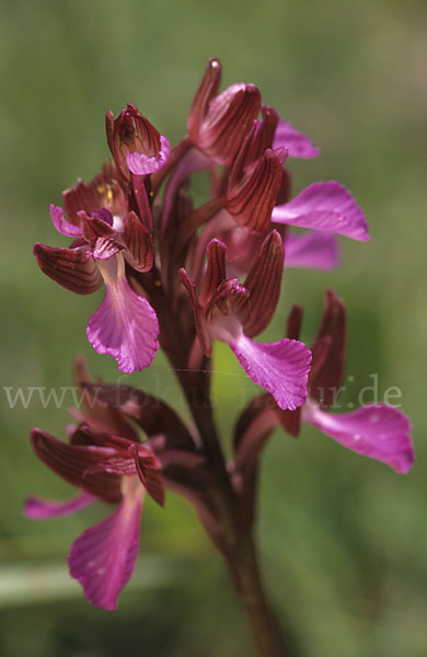 Schmetterlings-Knabenkraut (Orchis papillonacea sspec. Grandiflora)