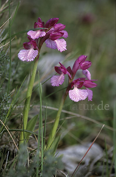 Schmetterlings-Knabenkraut (Orchis papillonacea sspec. Grandiflora)