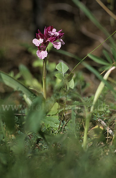 Schmetterlings-Knabenkraut (Orchis papillonacea sspec. Grandiflora)