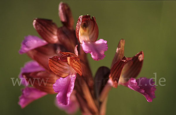 Schmetterlings-Knabenkraut (Orchis papillonacea sspec. Grandiflora)