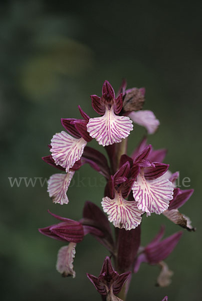 Schmetterlings-Knabenkraut (Orchis papillonacea sspec. Grandiflora)